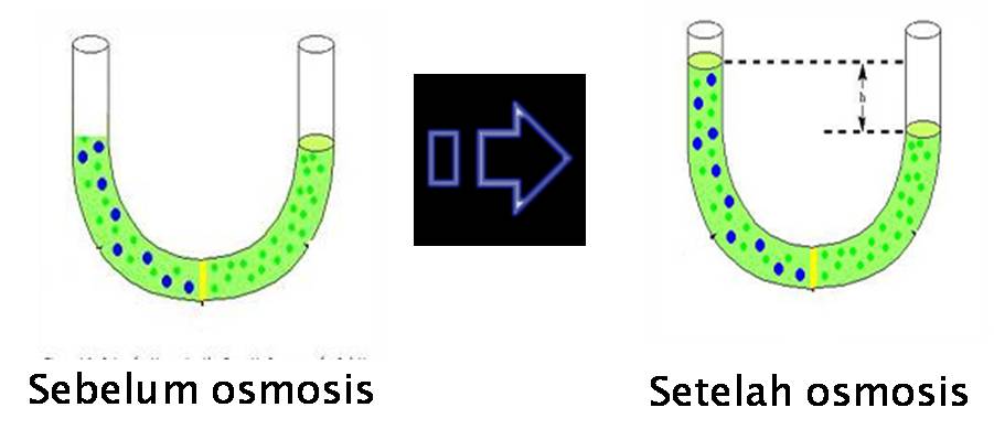 Detail Gambar Peristiwa Osmosis Nomer 45