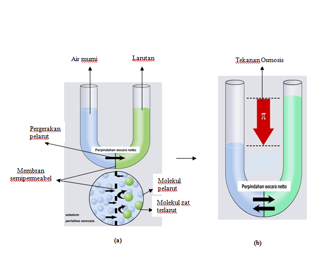 Detail Gambar Peristiwa Osmosis Nomer 46