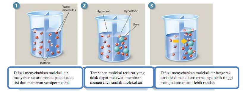 Detail Gambar Peristiwa Osmosis Nomer 50