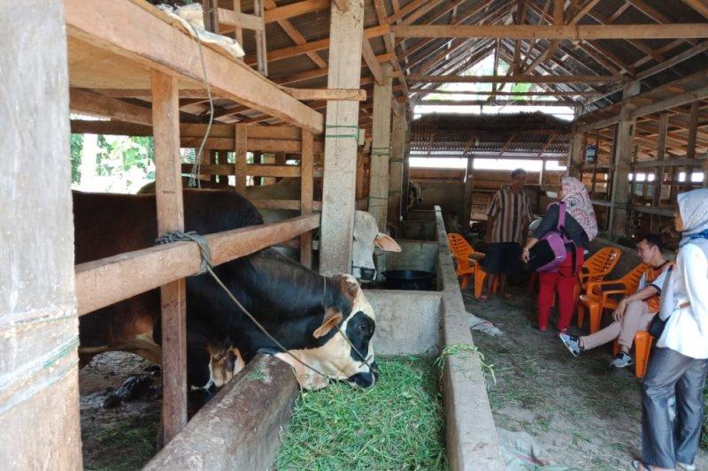 Detail Gambar Perkawinan Sapi Di Kandang Kelompok Nomer 2