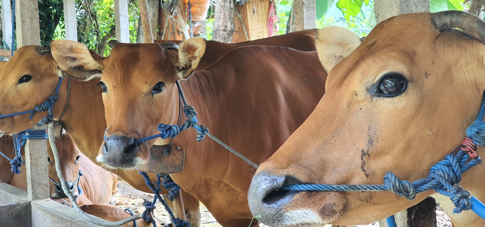 Detail Gambar Perkawinan Sapi Di Kandang Kelompok Nomer 33