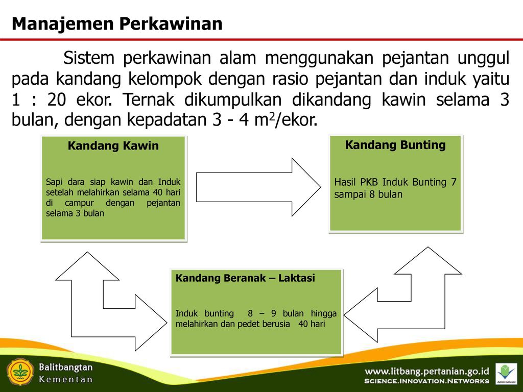 Detail Gambar Perkawinan Sapi Di Kandang Kelompok Nomer 35