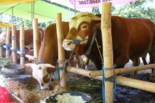 Detail Gambar Perkawinan Sapi Di Kandang Kelompok Nomer 41