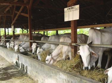 Detail Gambar Perkawinan Sapi Di Kandang Kelompok Nomer 8