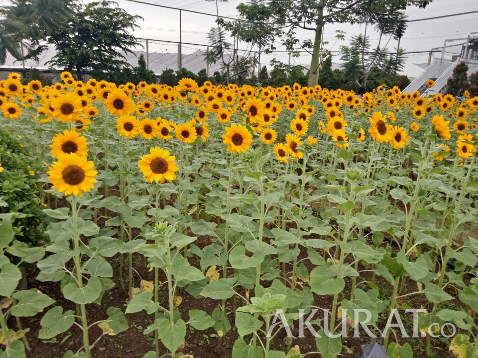 Detail Gambar Perkebunan Bunga Matahari Nomer 12