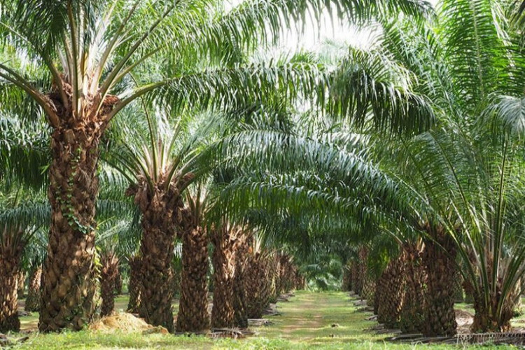 Detail Gambar Perkebunan Kelapa Sawit Nomer 9