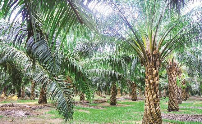 Detail Gambar Perkebunan Kelapa Sawit Nomer 5