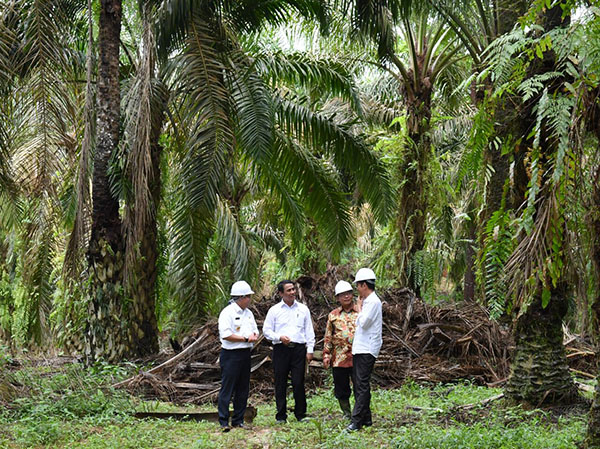 Detail Gambar Perkebunan Kelapa Sawit Nomer 43