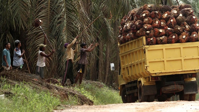 Detail Gambar Perkebunan Kelapa Sawit Nomer 44