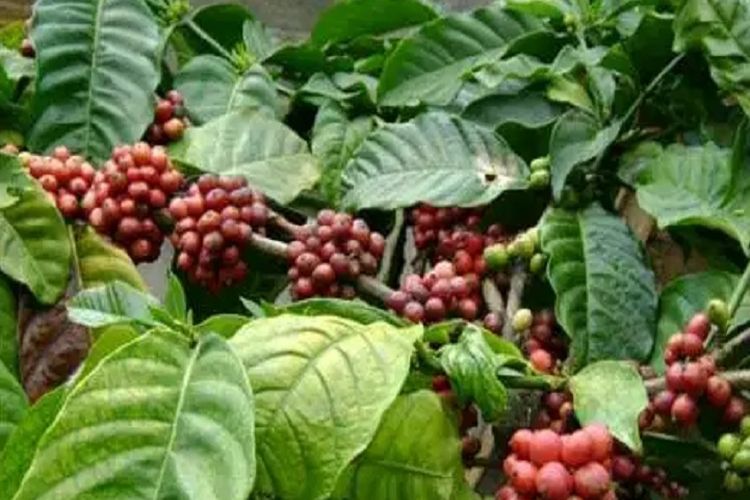 Gambar Perkebunan Kopi - KibrisPDR