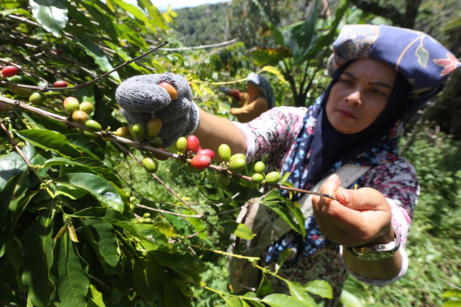 Detail Gambar Perkebunan Kopi Nomer 19