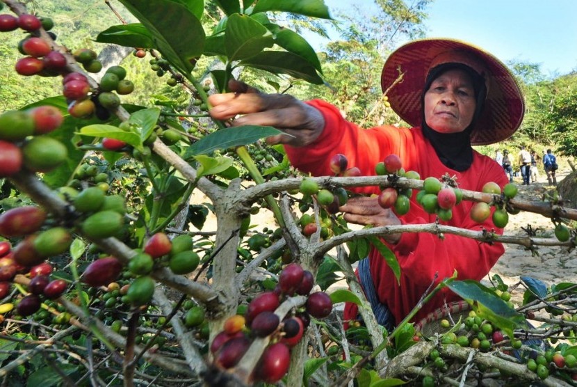 Detail Gambar Perkebunan Kopi Nomer 4