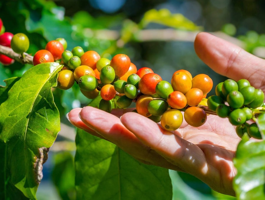 Detail Gambar Perkebunan Kopi Nomer 6