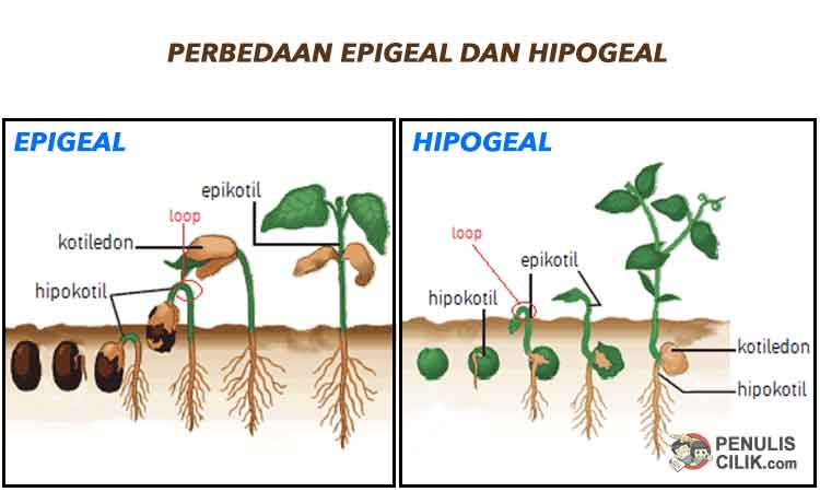 Gambar Perkecambahan Epigeal - KibrisPDR