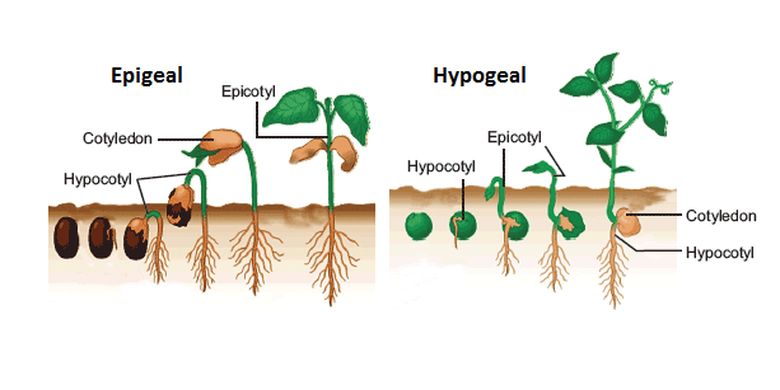 Detail Gambar Perkecambahan Epigeal Nomer 2