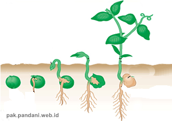 Detail Gambar Perkecambahan Epigeal Nomer 11