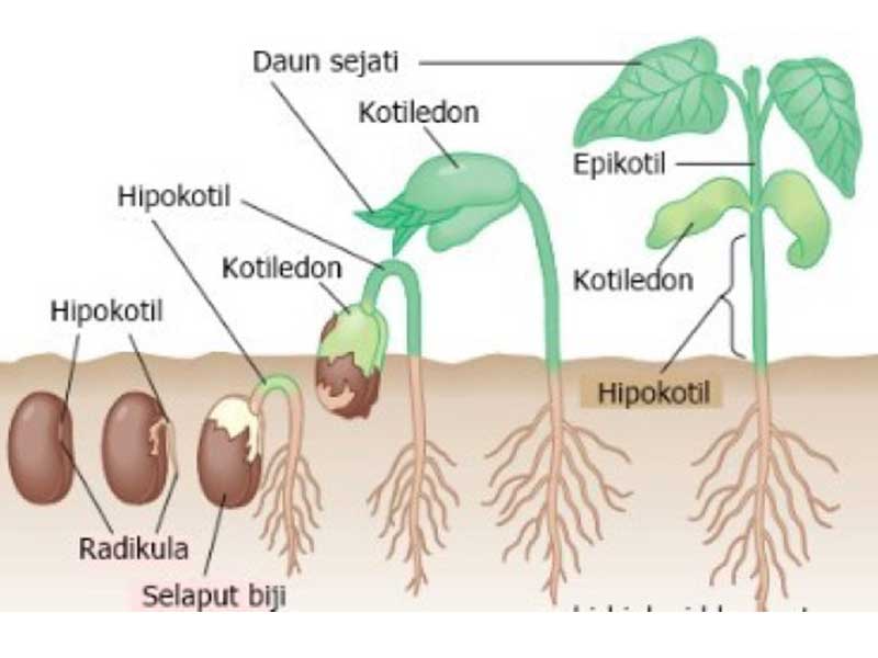 Detail Gambar Perkecambahan Epigeal Nomer 12