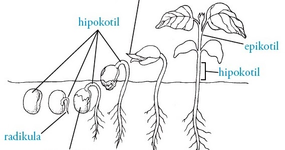 Detail Gambar Perkecambahan Epigeal Nomer 14