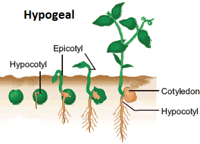 Detail Gambar Perkecambahan Epigeal Nomer 19