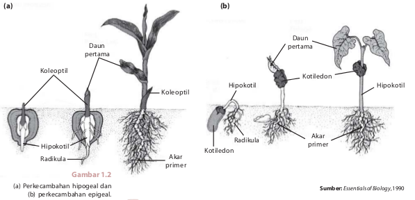 Detail Gambar Perkecambahan Epigeal Nomer 21