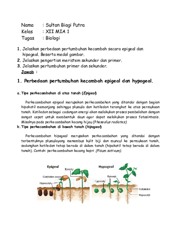 Detail Gambar Perkecambahan Epigeal Nomer 25