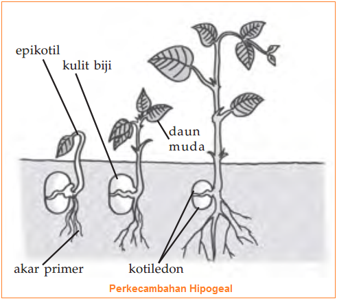 Detail Gambar Perkecambahan Epigeal Nomer 5