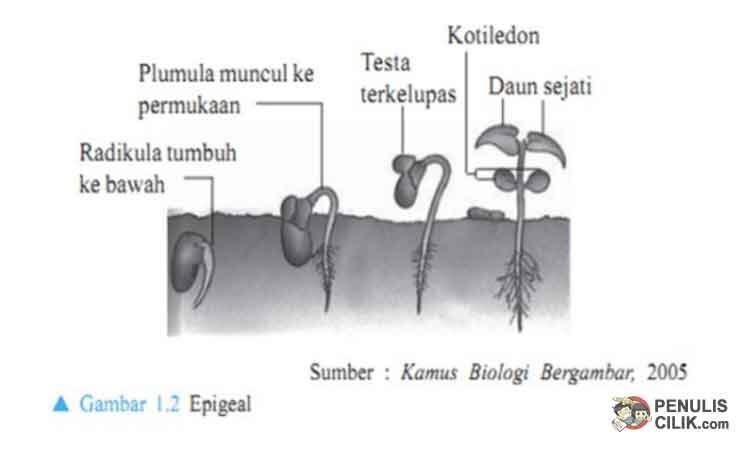 Detail Gambar Perkecambahan Epigeal Nomer 45