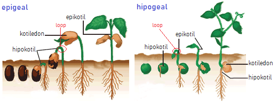 Detail Gambar Perkecambahan Epigeal Nomer 8