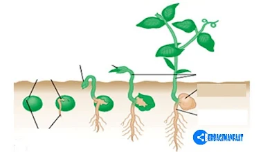 Detail Gambar Perkecambahan Hipogeal Nomer 9
