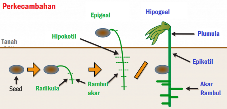 Detail Gambar Perkecambahan Hipogeal Nomer 13