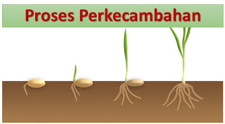 Detail Gambar Perkecambahan Hipogeal Nomer 17