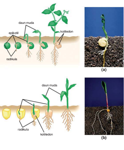Detail Gambar Perkecambahan Hipogeal Nomer 21