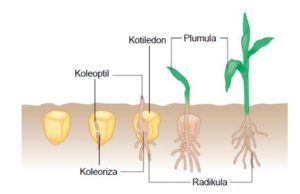 Detail Gambar Perkecambahan Hipogeal Nomer 22