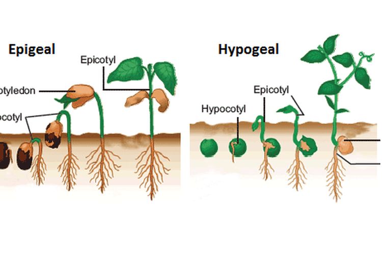 Detail Gambar Perkecambahan Hipogeal Nomer 4