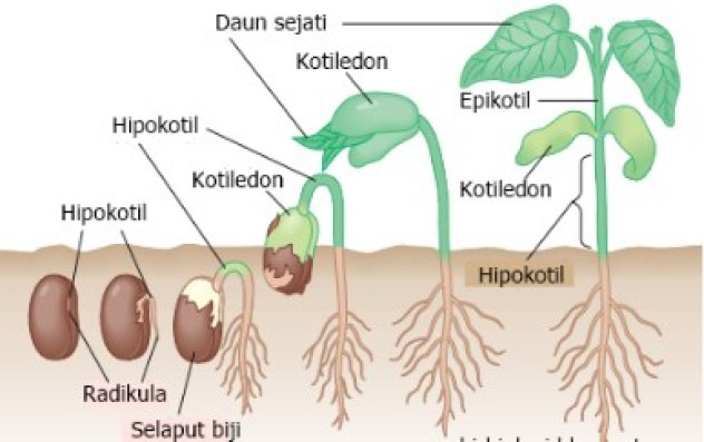 Detail Gambar Perkecambahan Hipogeal Nomer 27