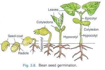 Detail Gambar Perkecambahan Hipogeal Nomer 39