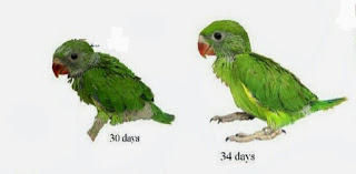Detail Gambar Perkembangan Anak Lovebird Nomer 20