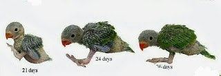 Detail Gambar Perkembangan Anak Lovebird Nomer 3