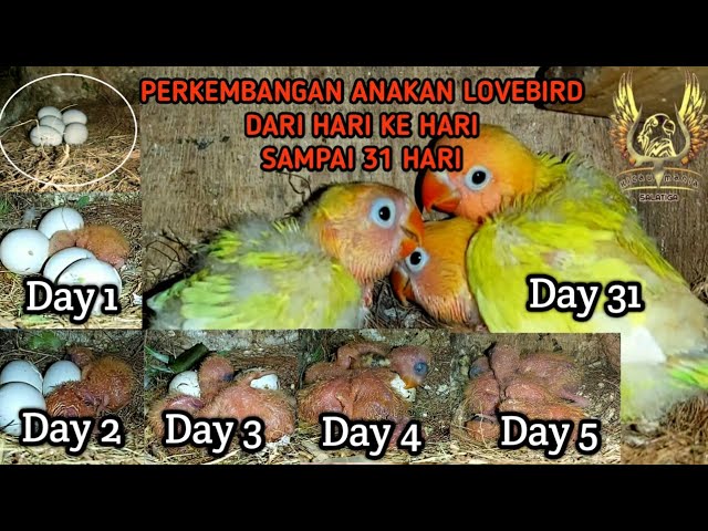 Detail Gambar Perkembangan Anak Lovebird Nomer 6