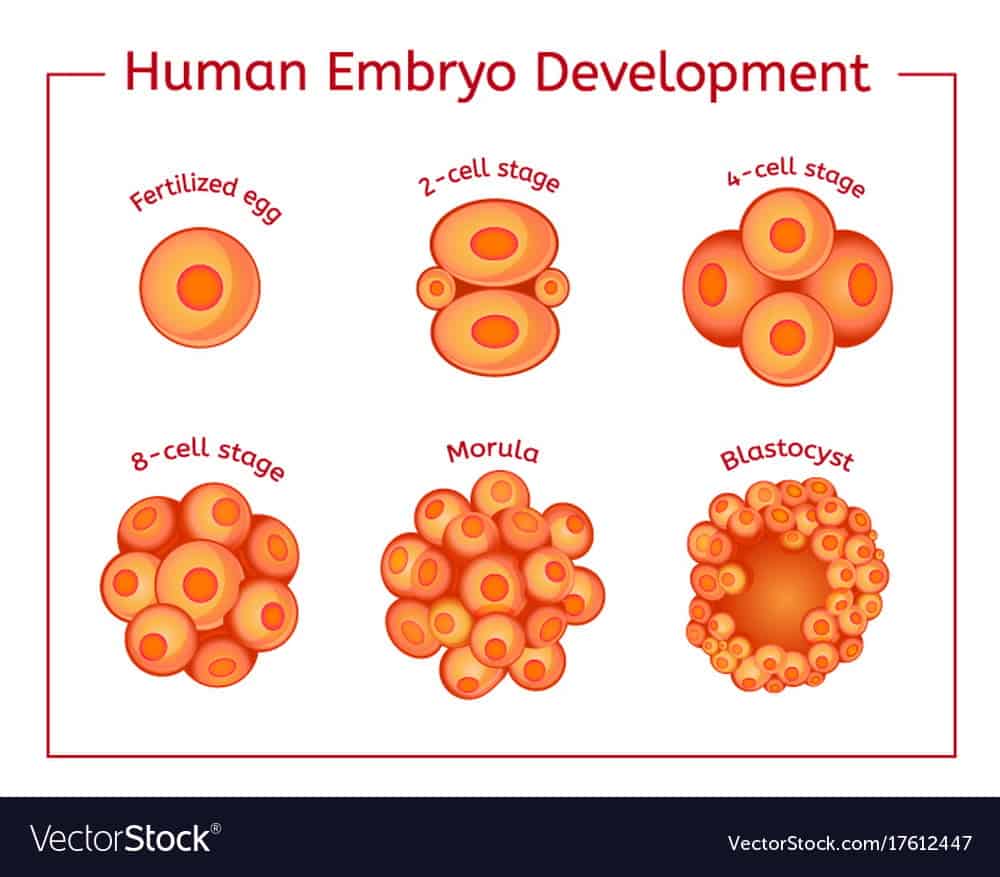 Detail Gambar Perkembangan Embrio Nomer 8