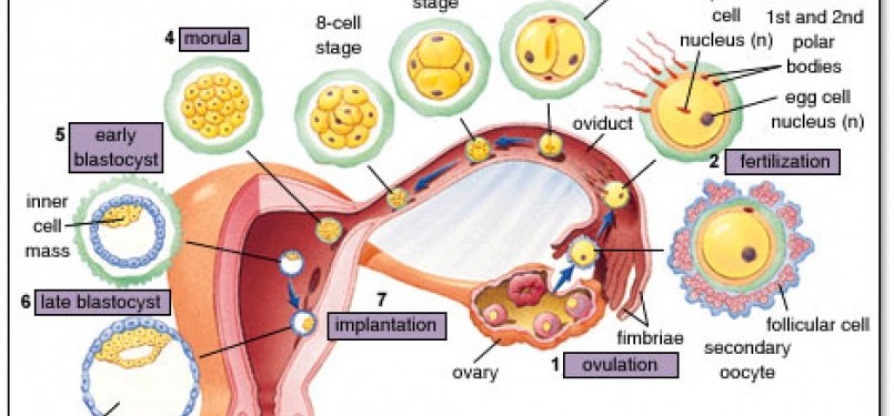 Detail Gambar Perkembangan Embrio Nomer 9