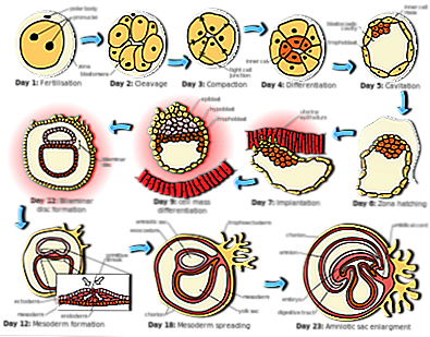 Detail Gambar Perkembangan Embrio Nomer 11