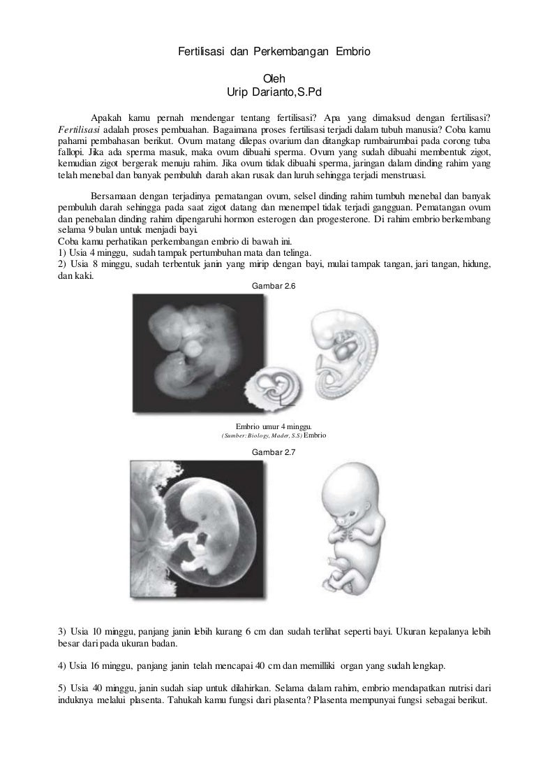 Detail Gambar Perkembangan Embrio Nomer 13