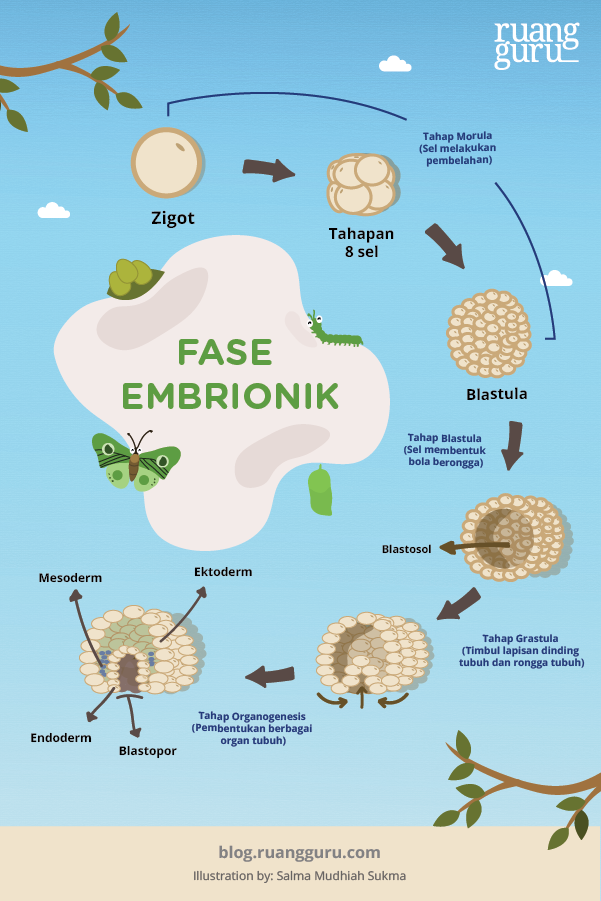 Detail Gambar Perkembangan Embrio Nomer 15