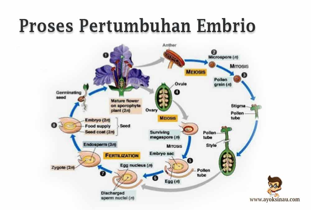 Detail Gambar Perkembangan Embrio Nomer 16