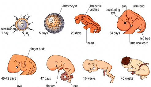 Detail Gambar Perkembangan Embrio Nomer 2