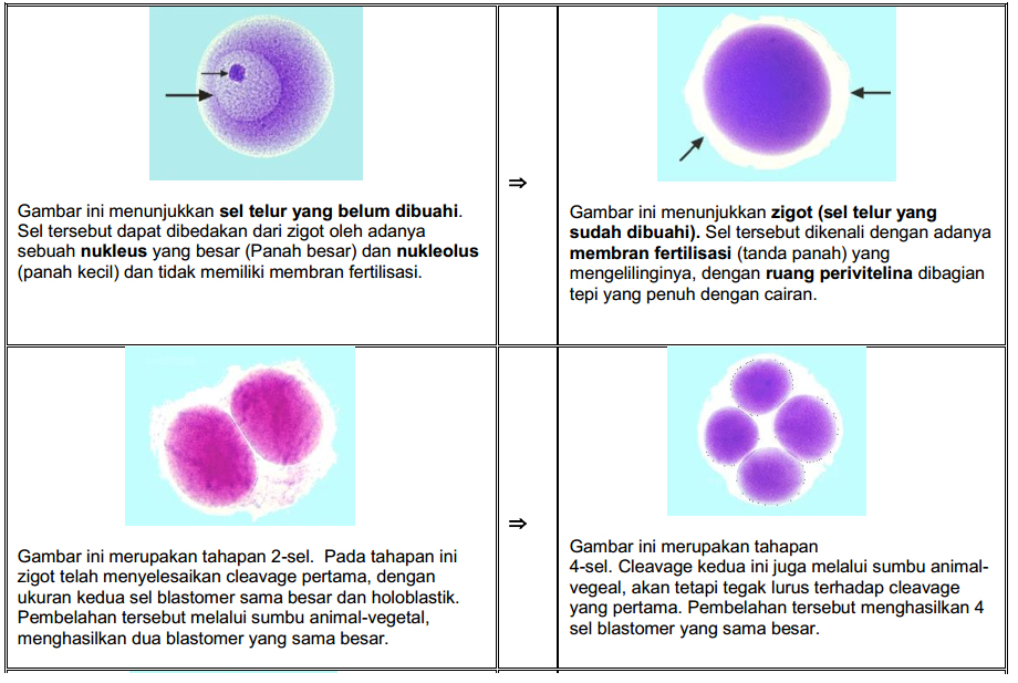 Detail Gambar Perkembangan Embrio Nomer 23