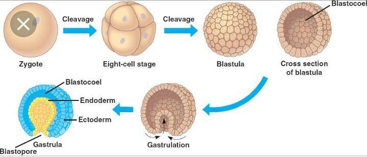 Detail Gambar Perkembangan Embrio Nomer 24
