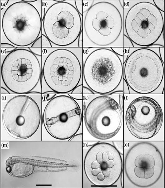 Detail Gambar Perkembangan Embrio Nomer 28