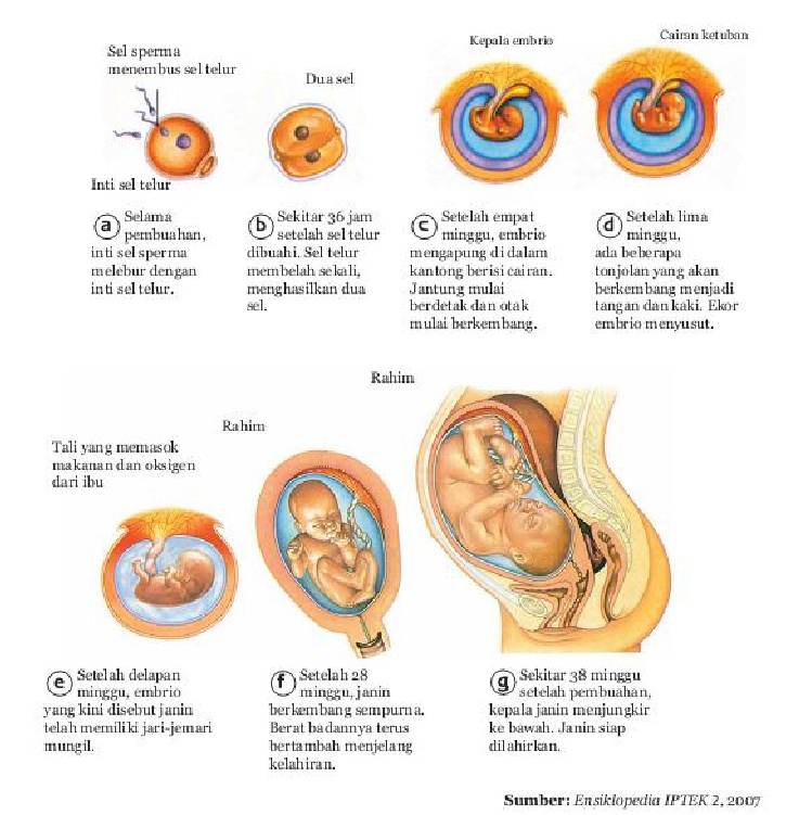 Detail Gambar Perkembangan Embrio Nomer 30